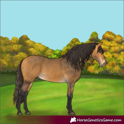 Horse Color:Unknown