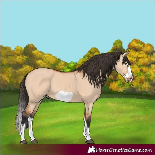 Horse Color:Unknown 