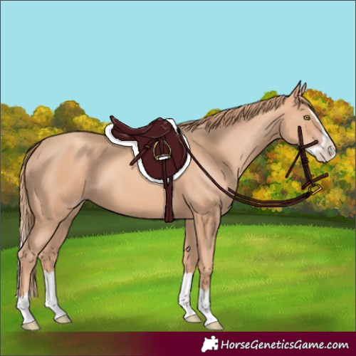 Horse Color:Gold Champagne Splash