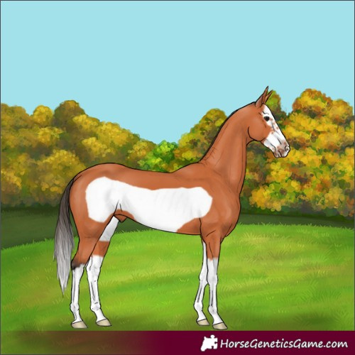 Horse Color:Bay Splash Frame