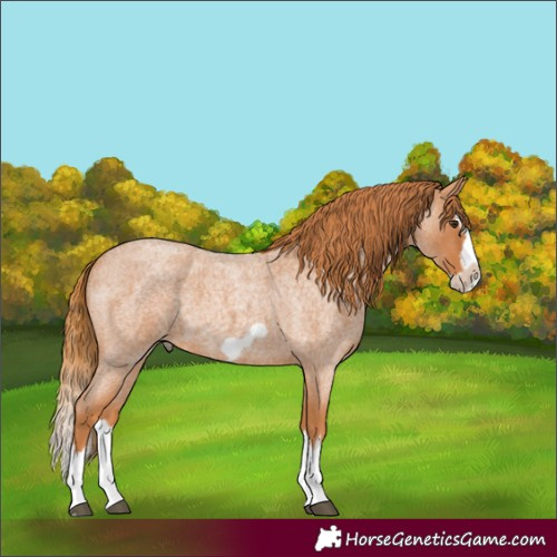 Horse Color:Red Roan Splash Frame