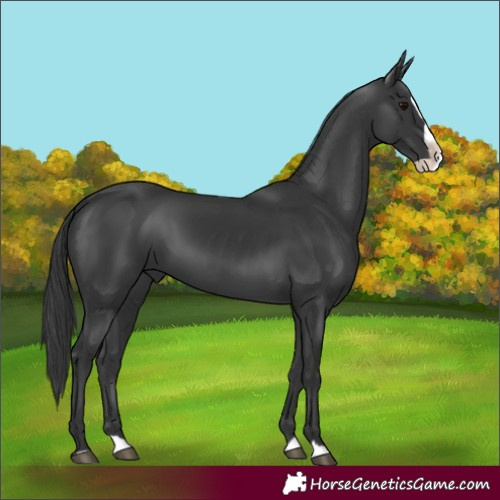 Horse Color:Black Splash 