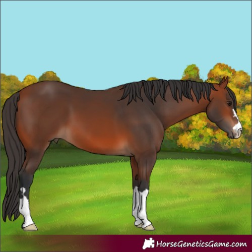 Horse Color:Bay 