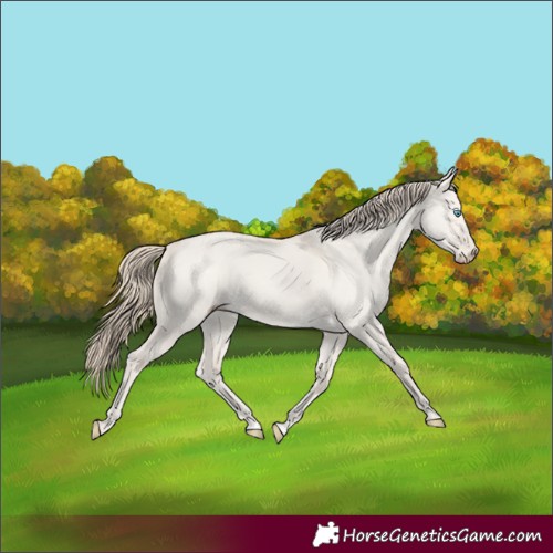 Horse Color:Smoky Creme Dun 