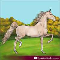 Horse Color:Gold Champagne Pearl Rabicano  and Gold Champagne Pearl Rabicano 