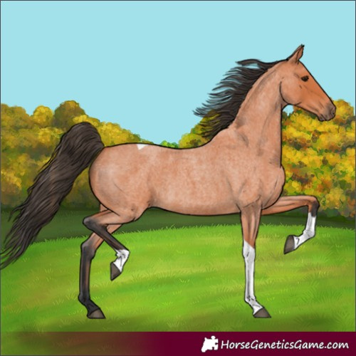 Horse Color:Bay Roan Tobiano 