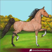 Horse Color:Bay Roan Tobiano
