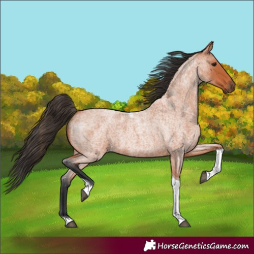 Horse Color:Bay Roan Tobiano 