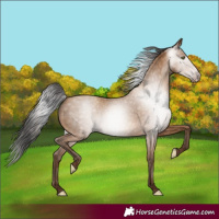 Horse Color:Gray Amber Champagne 