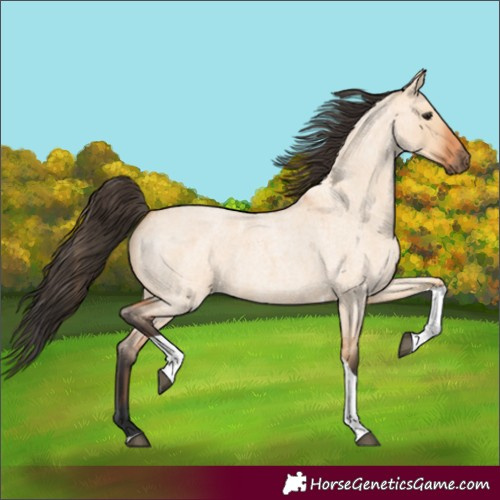 Horse Color:Bay Roan Dun Tobiano 