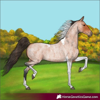 Horse Color:Bay Roan Tobiano 