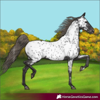 Horse Color:Smoky Black Appaloosa 