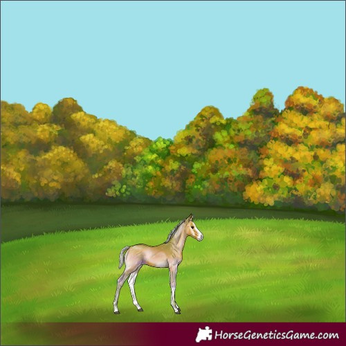 Horse Color:Watercolor Chocolate Silver Bay Onyx 