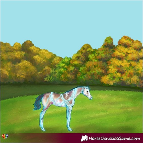 Horse Color:Thunderstruck Bay Onyx Sabino 