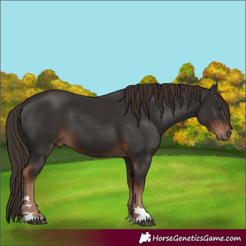 Horse Color:Liver Chestnut 