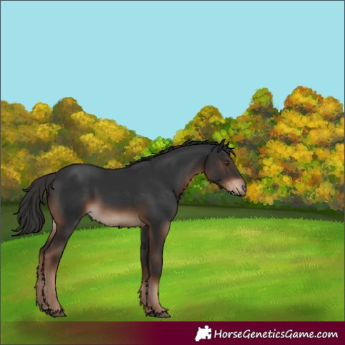Horse Color:White Spotted Liver Chestnut 