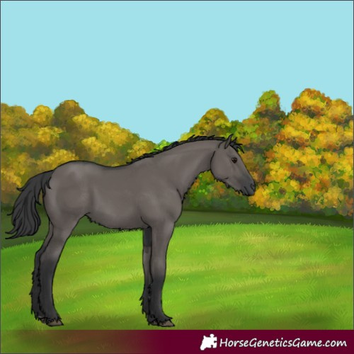 Horse Color:Grullo 