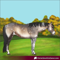 Horse Color:White Spotted Brown Onyx Rabicano 