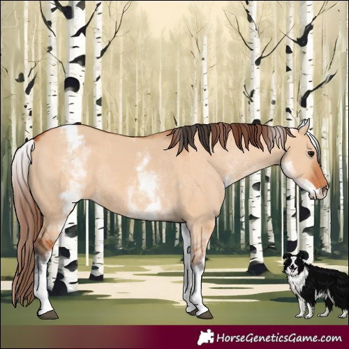 Horse Color:White Spotted Bay Dun Rabicano and White Spotted Bay Dun Varnish Rabicano