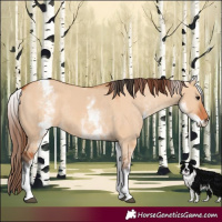 Horse Color:White Spotted Bay Dun Rabicano and White Spotted Bay Dun Appaloosa Rabicano