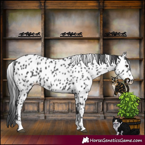 Horse Color:Black Appaloosa 