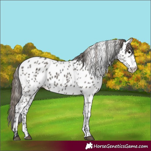 Horse Color:Grullo Appaloosa 