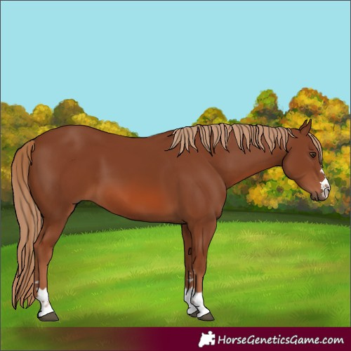 Horse Color:Chestnut 