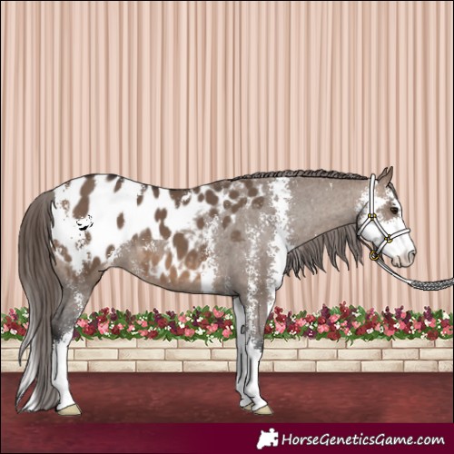 Horse Color:Brown Dun Sabino Appaloosa