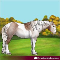 Horse Color:Gray Silver Black Pearl Tobiano