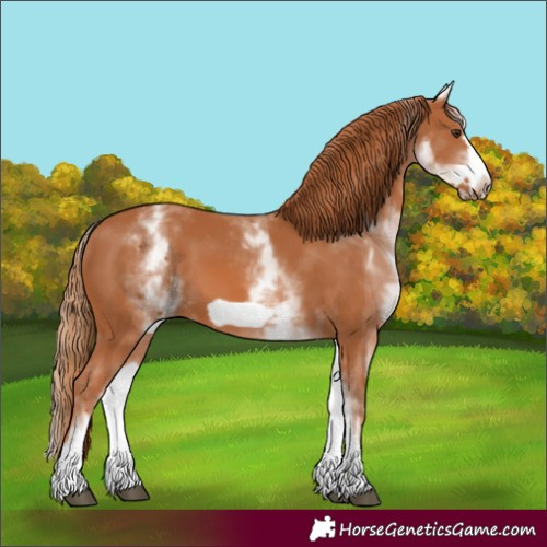 Horse Color:White Spotted Chestnut Frame 