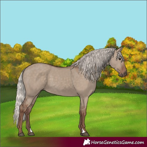 Horse Color:Unknown 