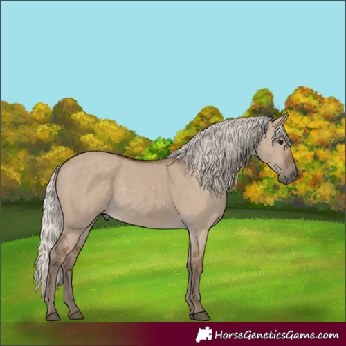 Horse Color:Unknown 