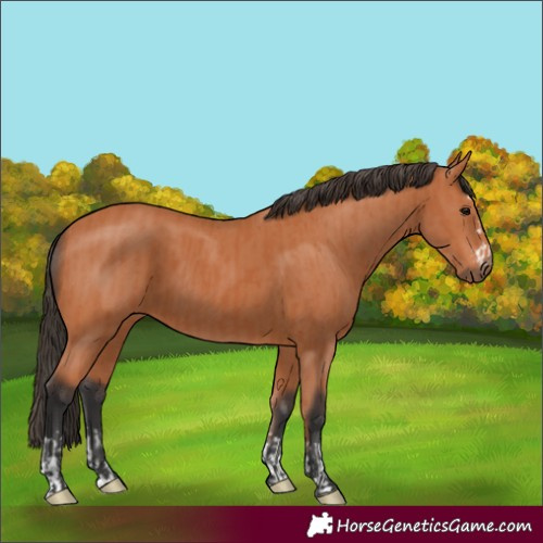 Horse Color:Bay and Bay Rabicano