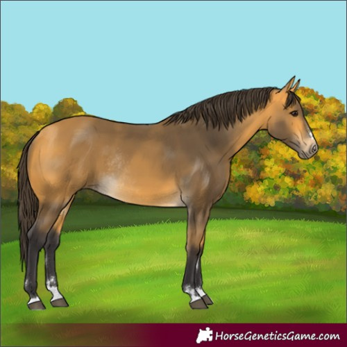Horse Color:Buckskin Rabicano 