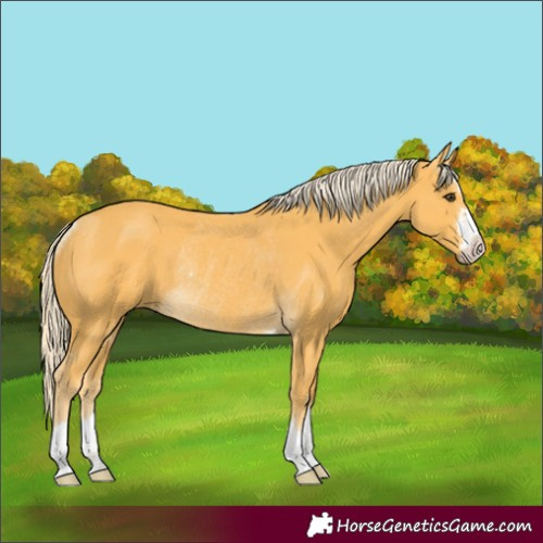 Horse Color:Palomino Rabicano 