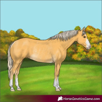 Horse Color:Palomino Rabicano 