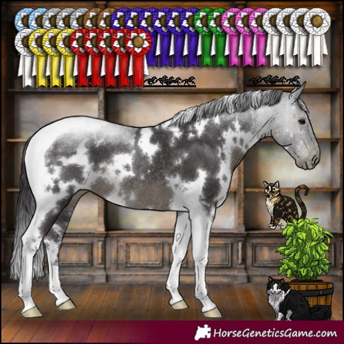 Horse Color:White Spotted Smoky Black Tobiano Rabicano 