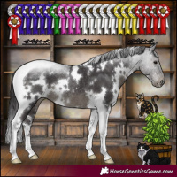 Horse Color:White Spotted Smoky Black Tobiano Rabicano 
