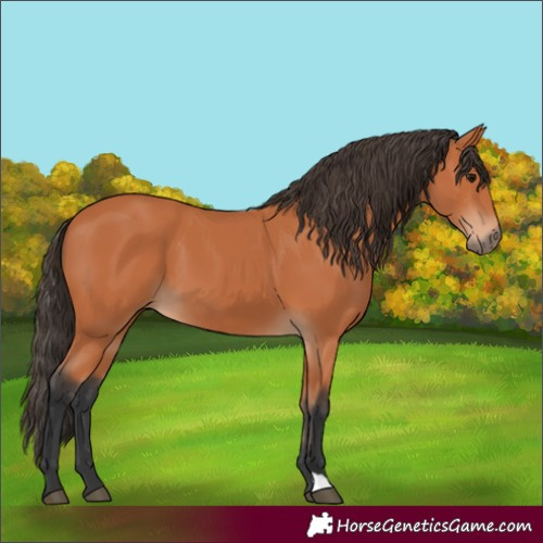 Horse Color:Bay 