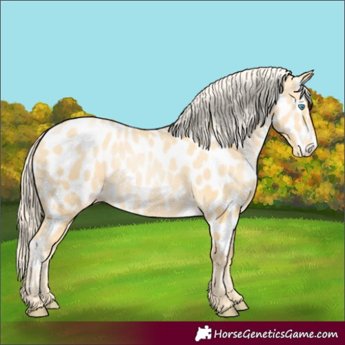 Horse Color:Palomino Pearl Near Leopard 