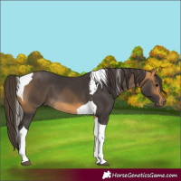 Horse Color:Buckskin Tobiano 