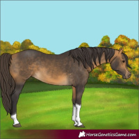 Horse Color:Buckskin Tobiano
