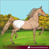 Horse Color:Red Roan Snowcap