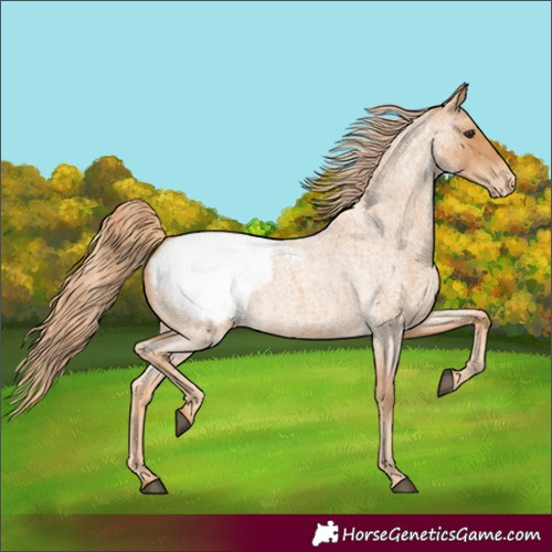 Horse Color:Red Roan Snowcap 