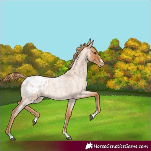 Horse Color:Red Roan Appaloosa 