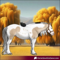 Horse Color:Gray Amber Champagne Dun Splash Tobiano 
