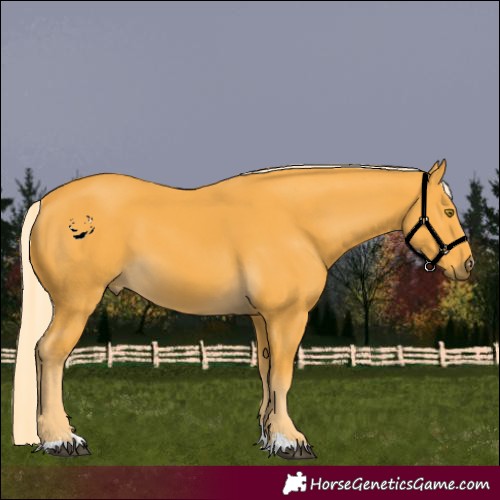 Horse Color:Palomino 