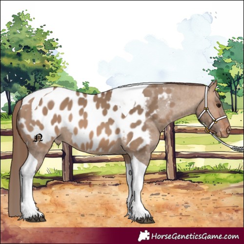 Horse Color:Bay Dun Tobiano Appaloosa