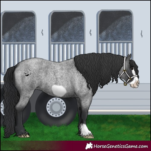 Horse Color:Blue Roan Frame 