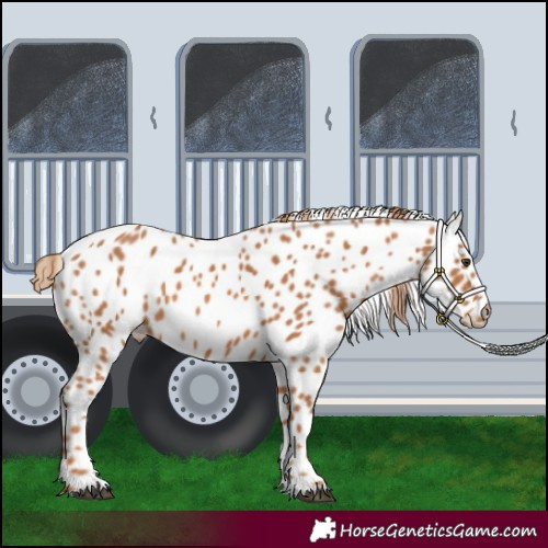 Horse Color:Chestnut Appaloosa 